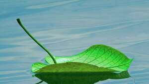 green-shipping-leaf